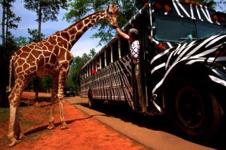 wild-animal-safari